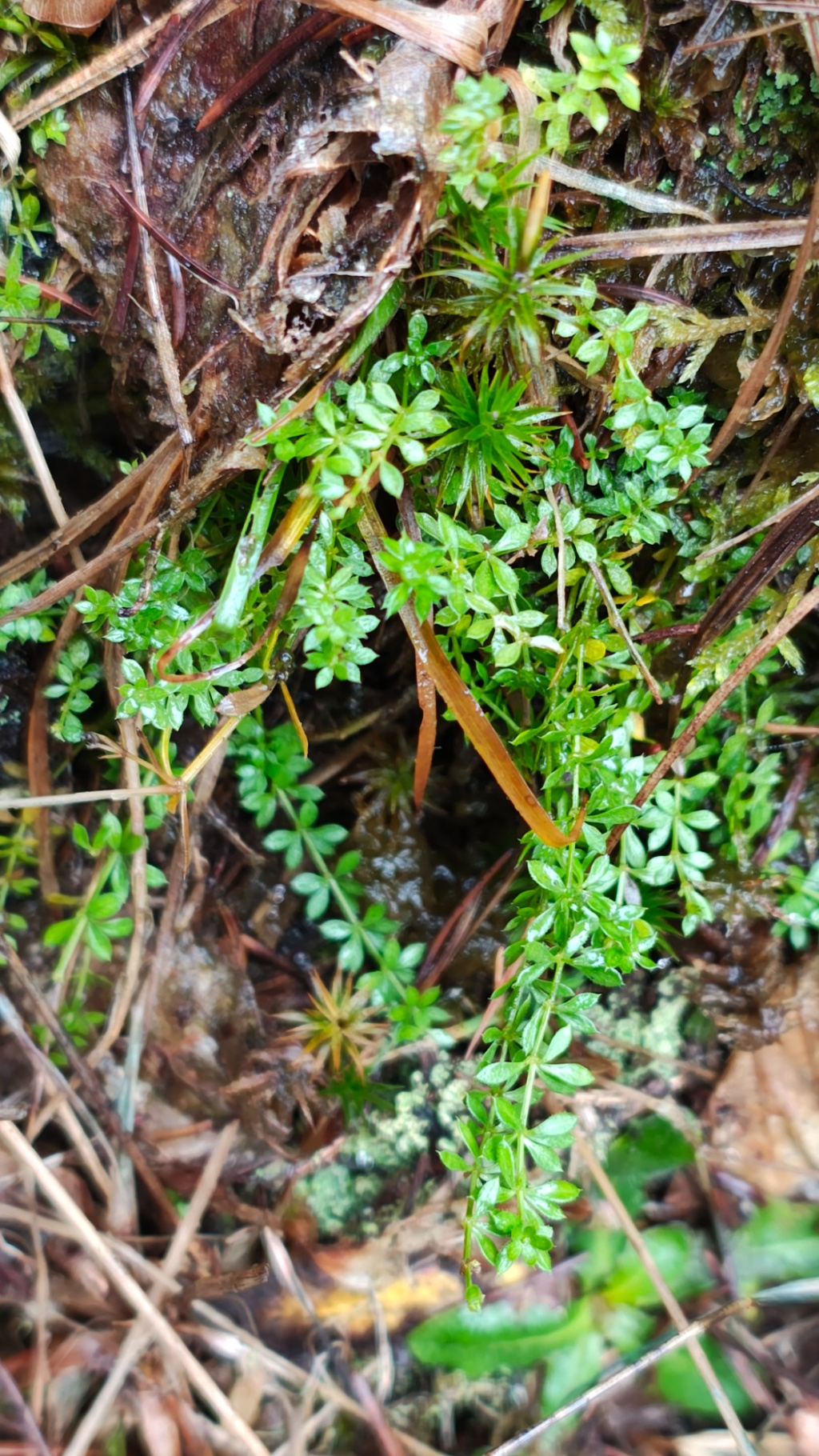 Galium saxatile | Harzer Labkraut Galium saxatile | Harzer Labkraut