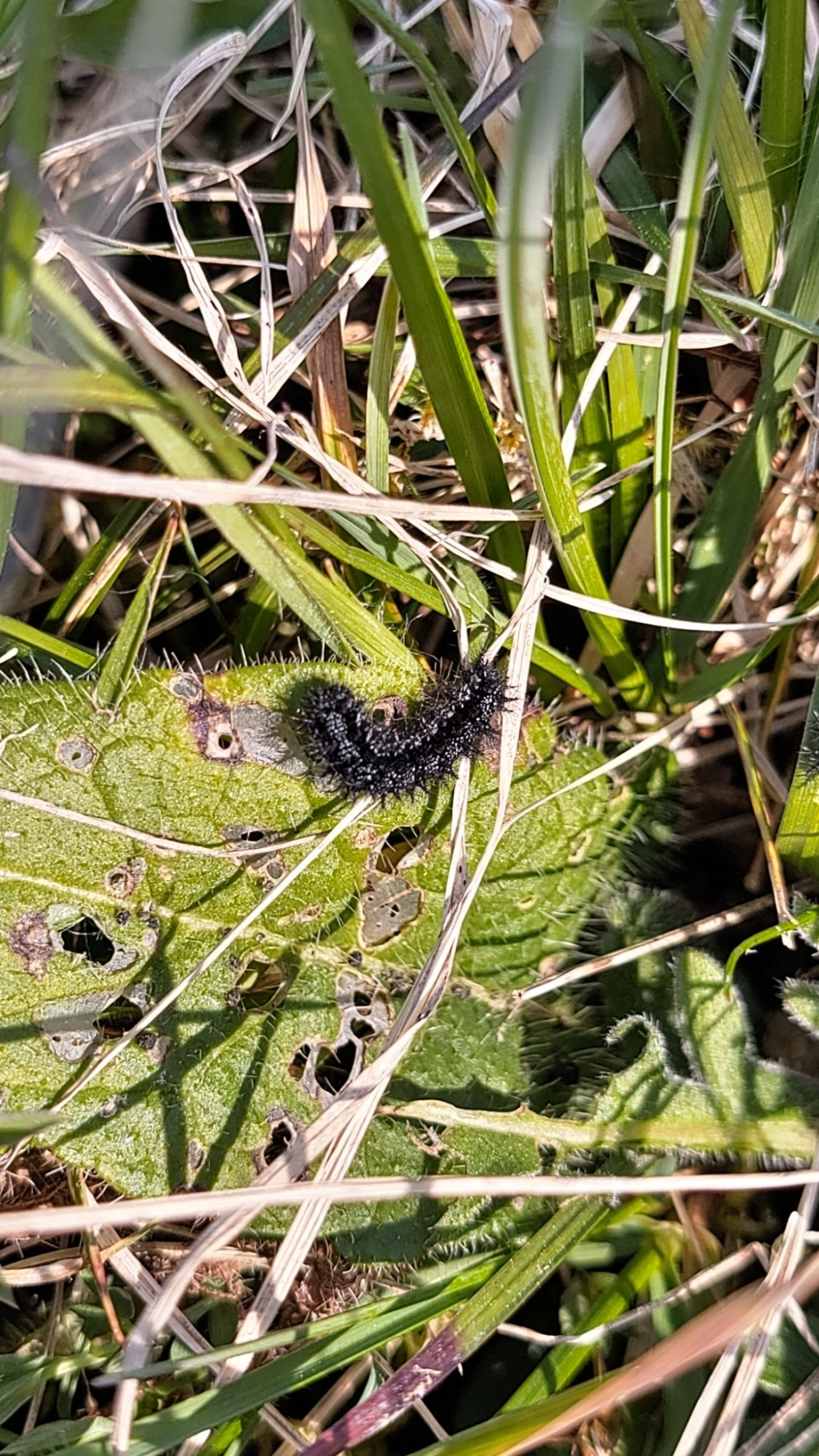 Euphydryas aurinia | Goldener Scheckenfalter Euphydryas aurinia | Goldener Scheckenfalter