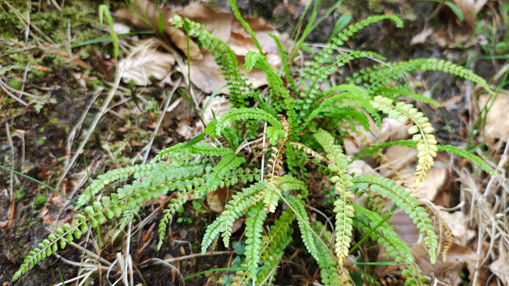 Asplenium viride | Grünstieliger Streifenfarn Asplenium viride | Grünstieliger Streifenfarn