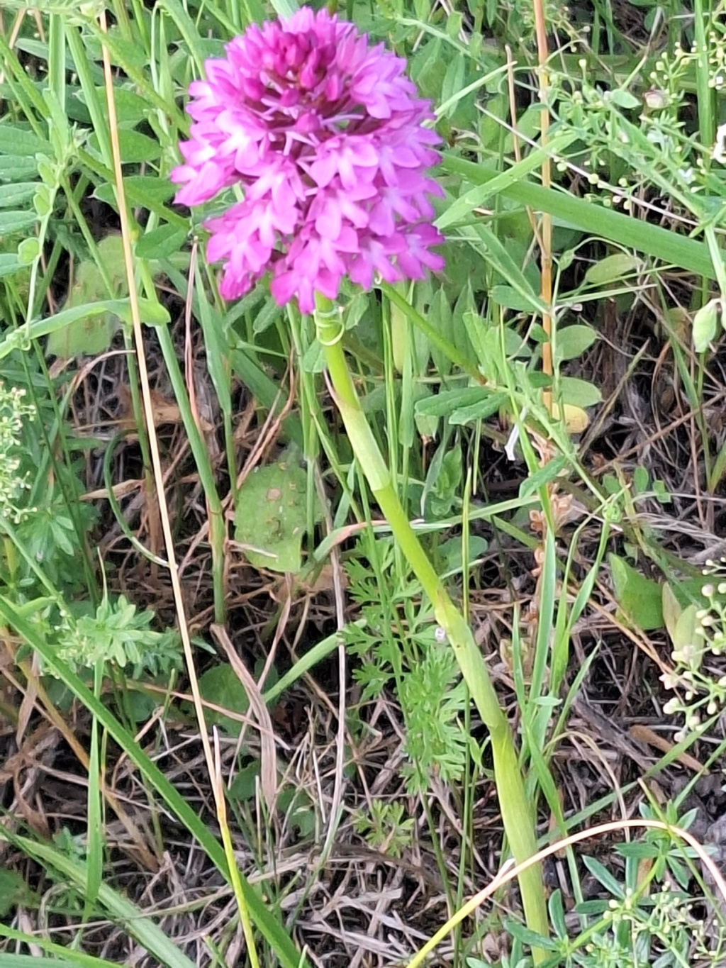 Orchis pyramidalis | Pyramiden-Knabenkraut Orchis pyramidalis | Pyramiden-Knabenkraut