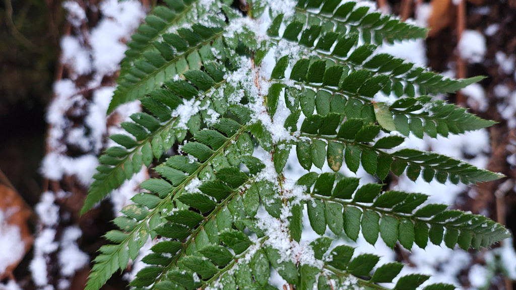 Polystichum aculeatum | Dorniger Schildfarn Polystichum aculeatum | Dorniger Schildfarn