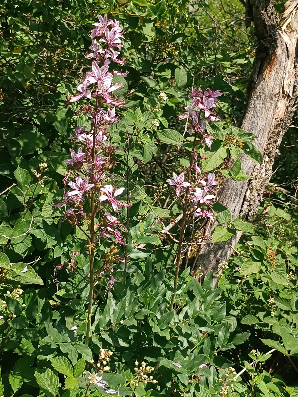 Dictamnus albus subsp. albus | Gewöhnlicher Diptam Dictamnus albus subsp. albus | Gewöhnlicher Diptam