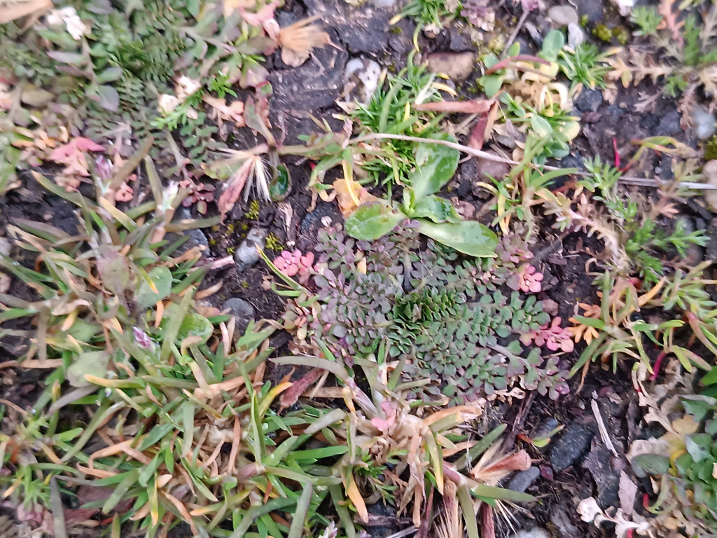 Capsella rubella Capsella rubella