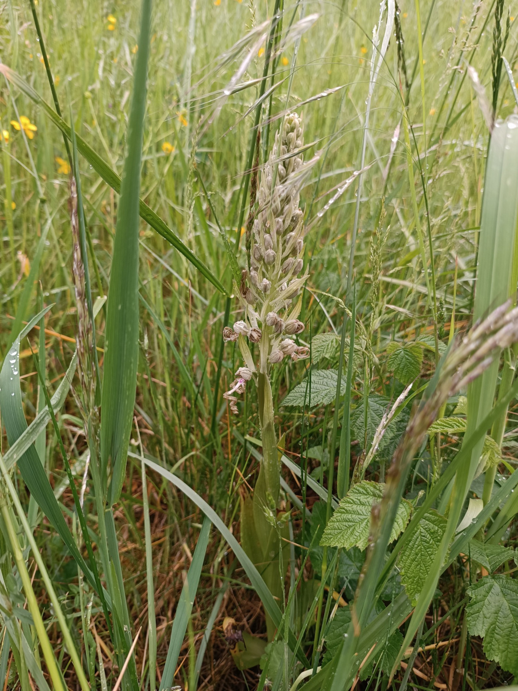 Himantoglossum hircinum | Bocks-Riemenzunge Himantoglossum hircinum | Bocks-Riemenzunge