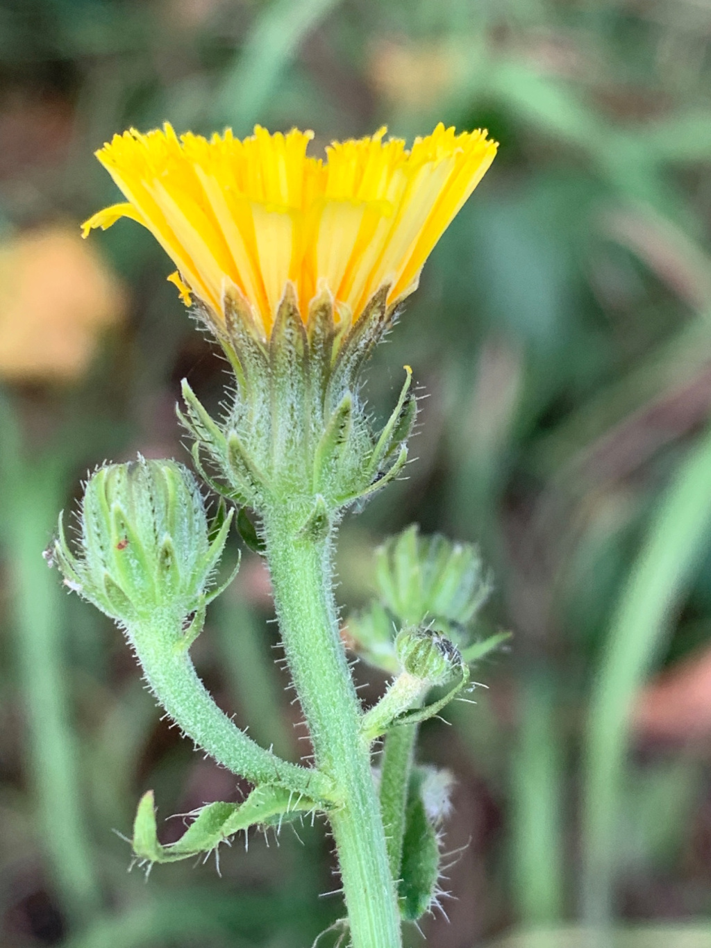 Picris hieracioides subsp. hieracioides Picris hieracioides subsp. hieracioides