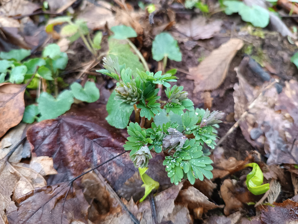 Corydalis solida subsp. solida | Finger-Lerchensporn Corydalis solida subsp. solida | Finger-Lerchensporn