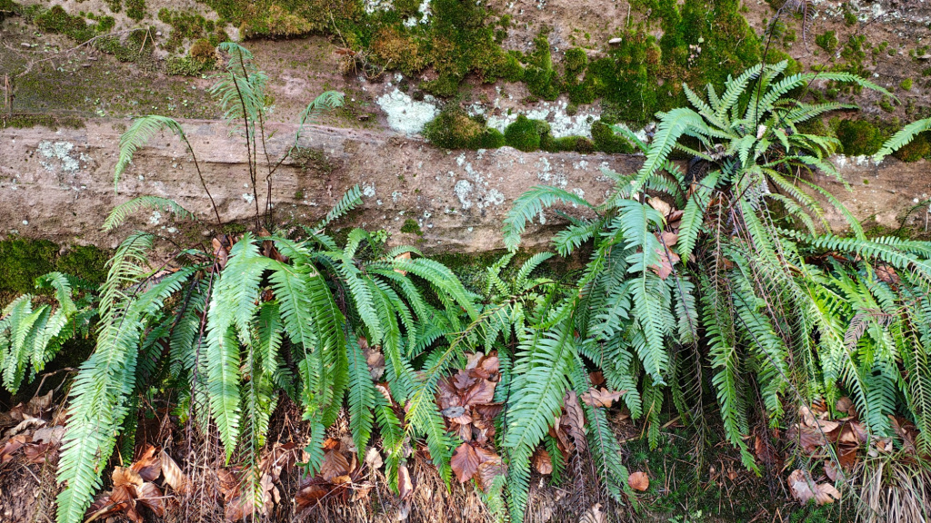 Blechnum spicant | Rippenfarn Blechnum spicant | Rippenfarn