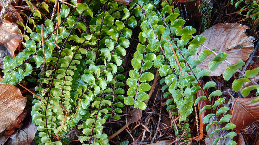 Asplenium trichomanes | Braunstieliger Streifenfarn Asplenium trichomanes | Braunstieliger Streifenfarn