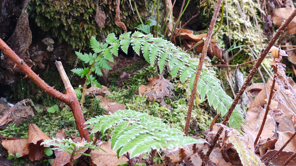 Polystichum aculeatum | Dorniger Schildfarn Polystichum aculeatum | Dorniger Schildfarn