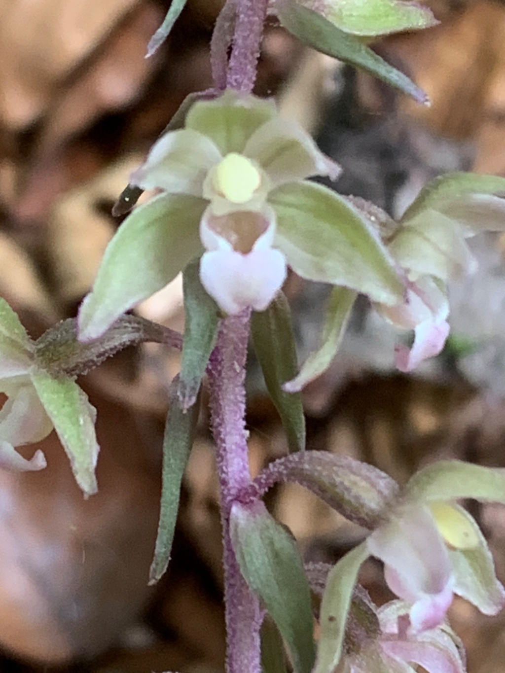 Epipactis purpurata | Violette Ständelwurz Epipactis purpurata | Violette Ständelwurz