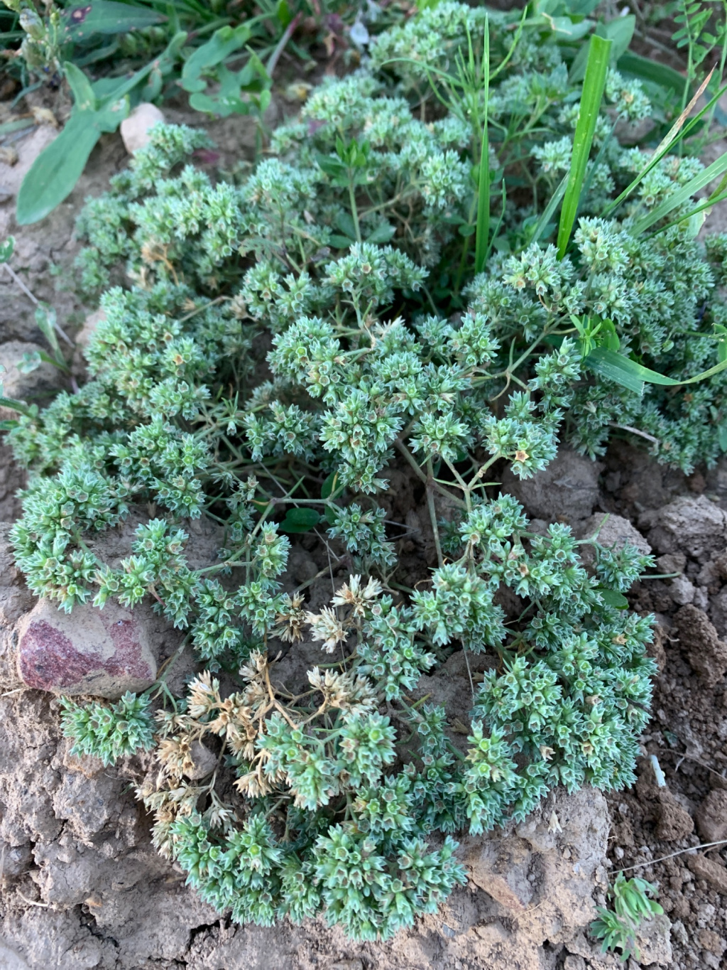 Scleranthus annuus s. str. Scleranthus annuus s. str.