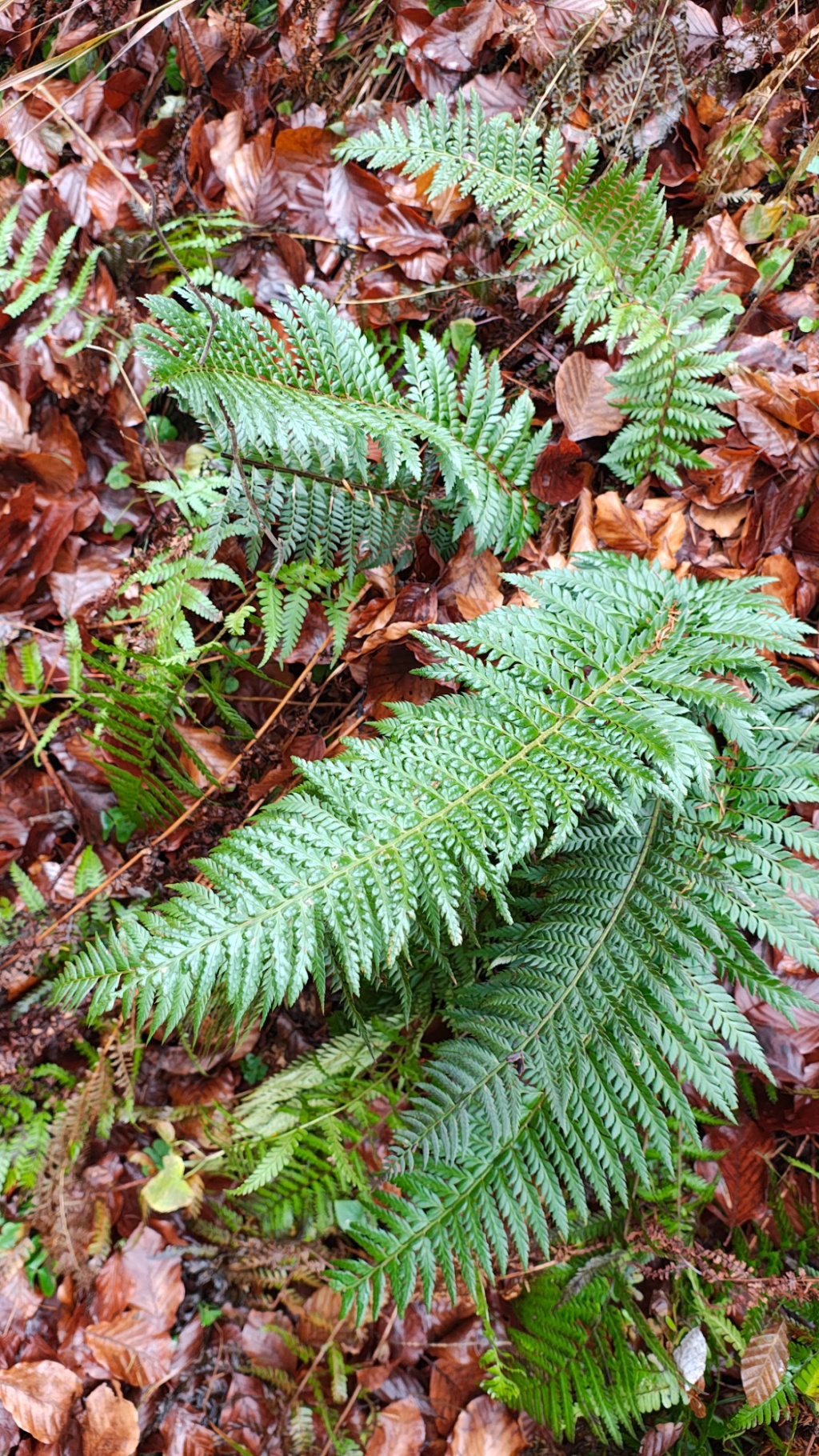 Polystichum aculeatum | Dorniger Schildfarn Polystichum aculeatum | Dorniger Schildfarn