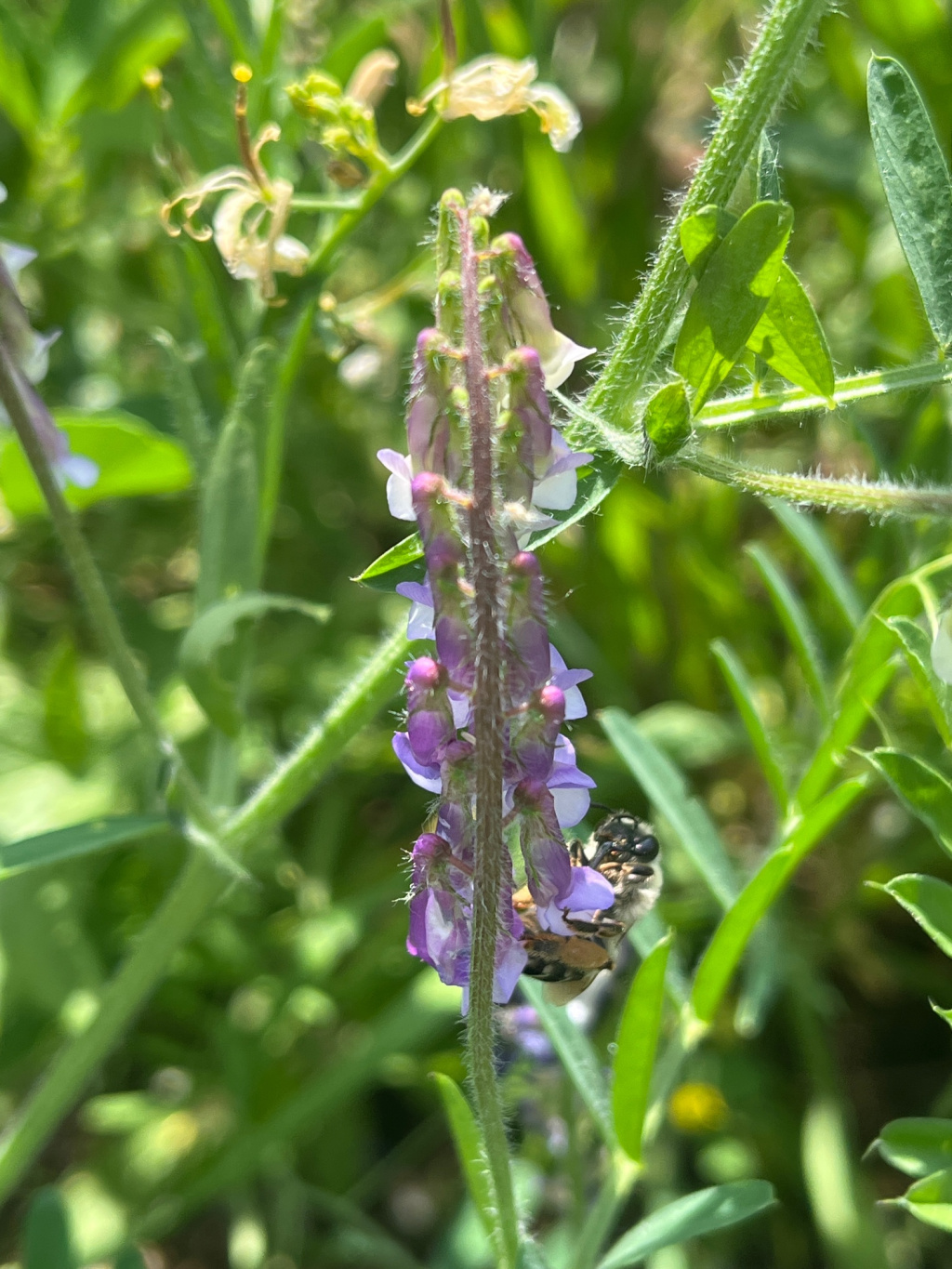 Eucera nigrescens | Mai-Langhornbiene Eucera nigrescens | Mai-Langhornbiene
