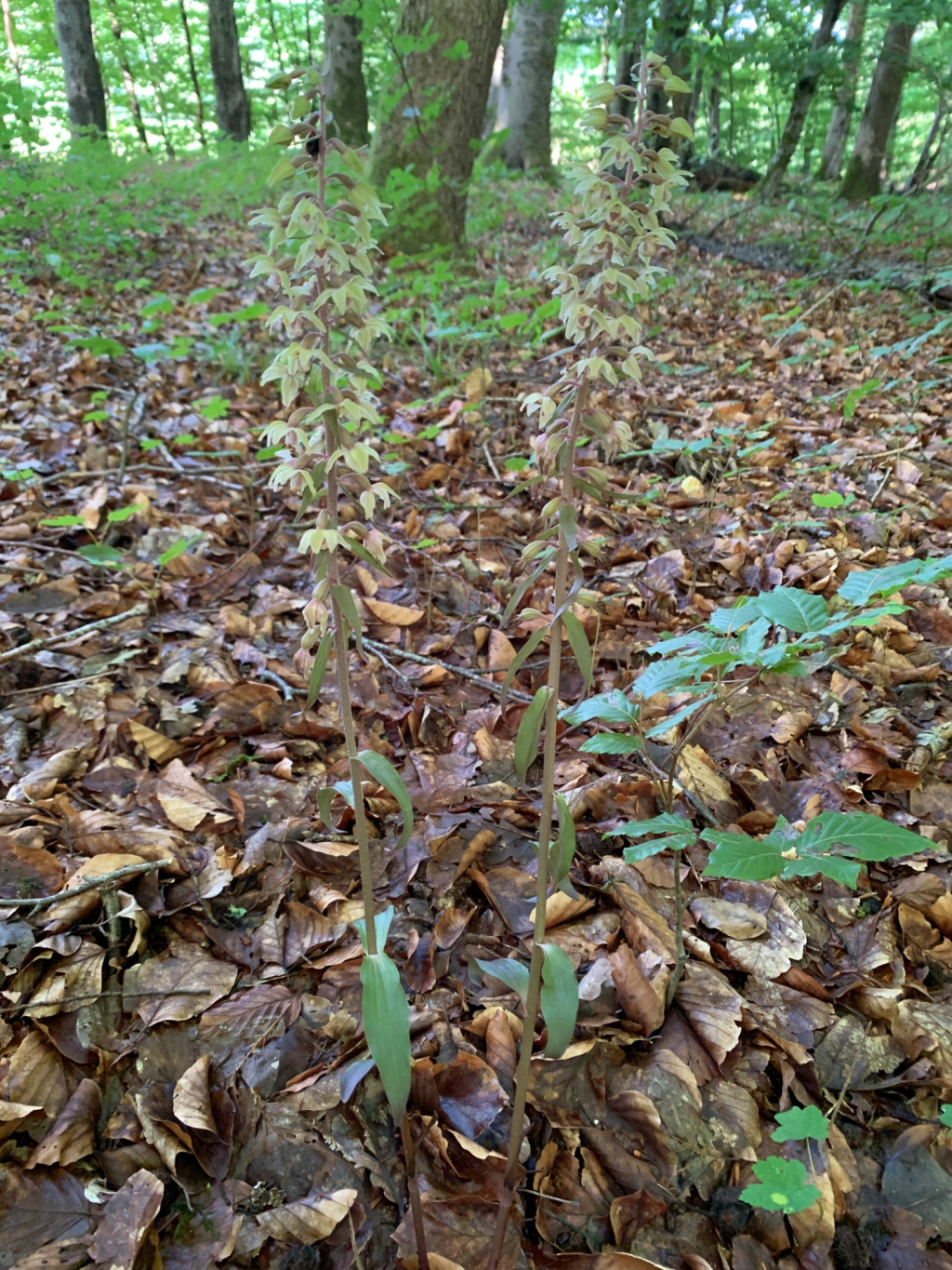 Epipactis purpurata | Violette Ständelwurz Epipactis purpurata | Violette Ständelwurz