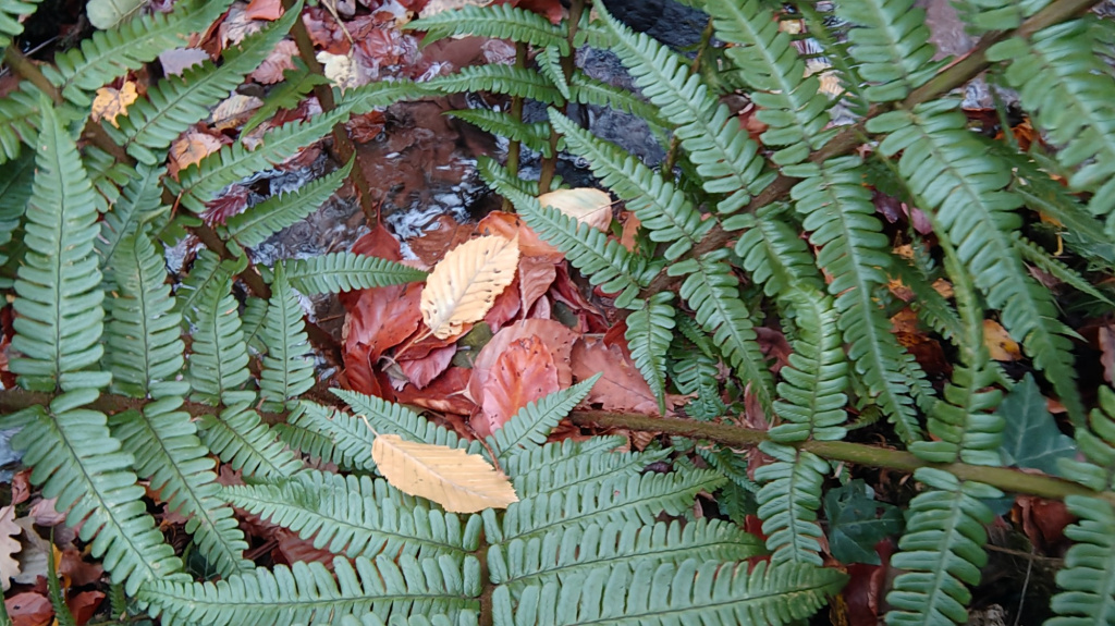 Dryopteris affinis s. l. Dryopteris affinis s. l.