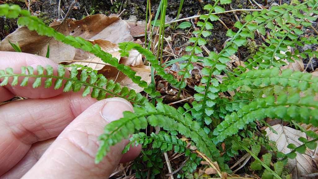 Asplenium viride | Grünstieliger Streifenfarn Asplenium viride | Grünstieliger Streifenfarn