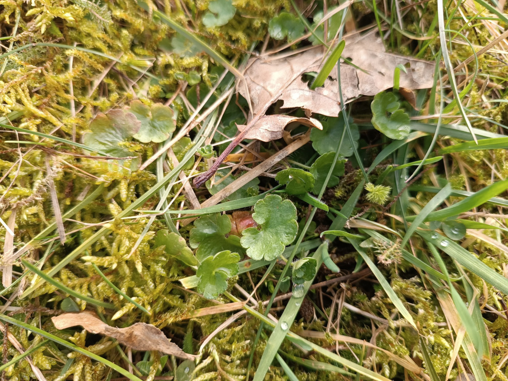 Saxifraga granulata subsp. granulata | Körnchen-Steinbrech Saxifraga granulata subsp. granulata | Körnchen-Steinbrech
