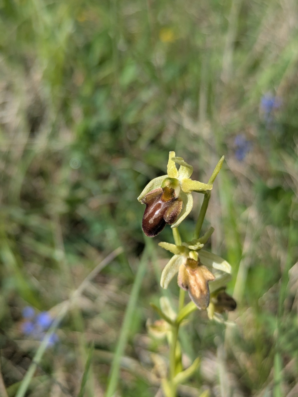 Ophrys sphegodes subsp. sphegodes | Spinnen-Ragwurz Ophrys sphegodes subsp. sphegodes | Spinnen-Ragwurz