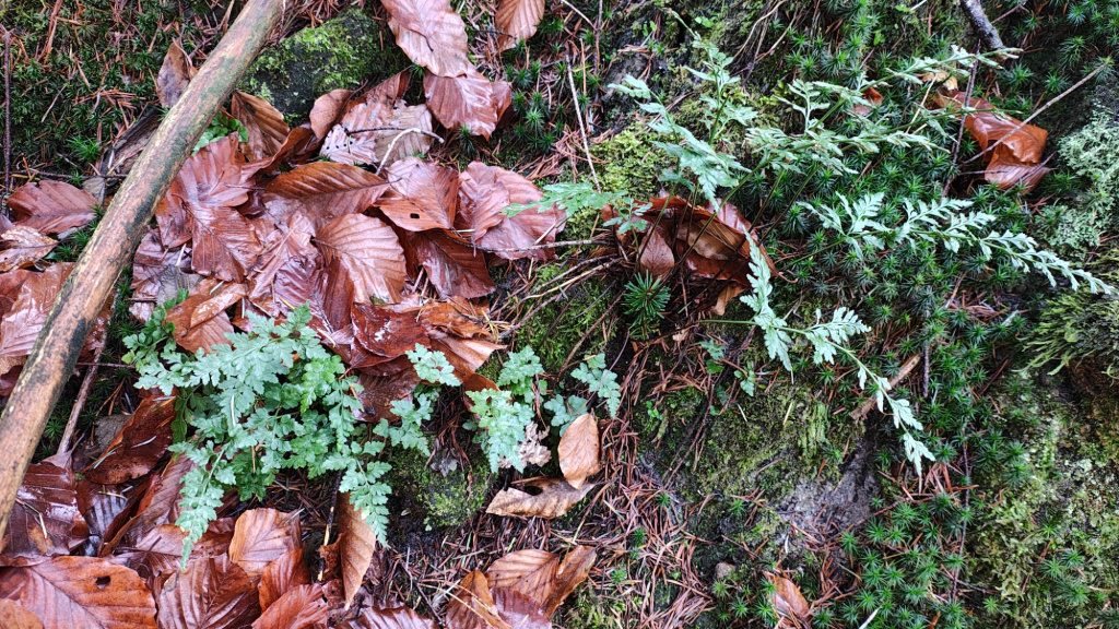 Asplenium adiantum-nigrum subsp. adiantum-nigrum | Schwarzstieliger Streifenfarn Asplenium adiantum-nigrum subsp. adiantum-nigrum | Schwarzstieliger Streifenfarn
