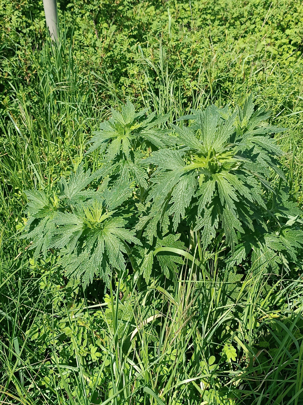 Leonurus cardiaca subsp. villosus Leonurus cardiaca subsp. villosus