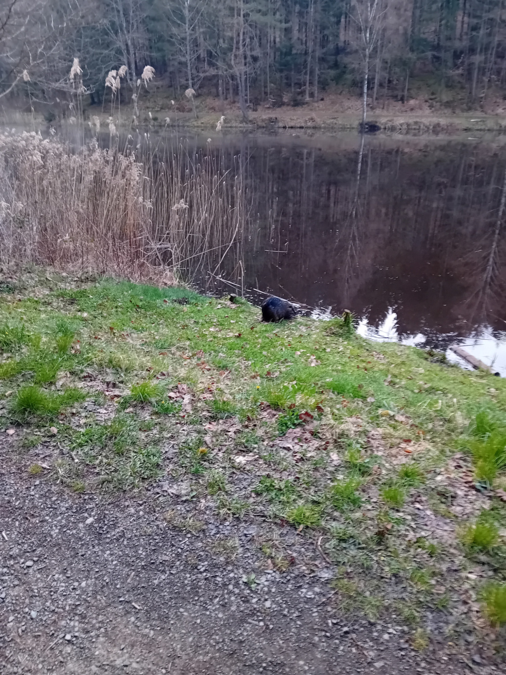 Myocastor coypus | Nutria Myocastor coypus | Nutria