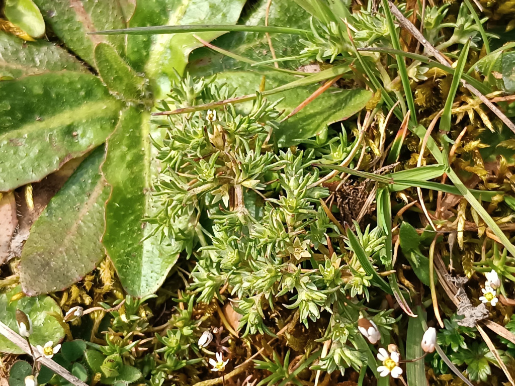 Scleranthus annuus s. str. Scleranthus annuus s. str.