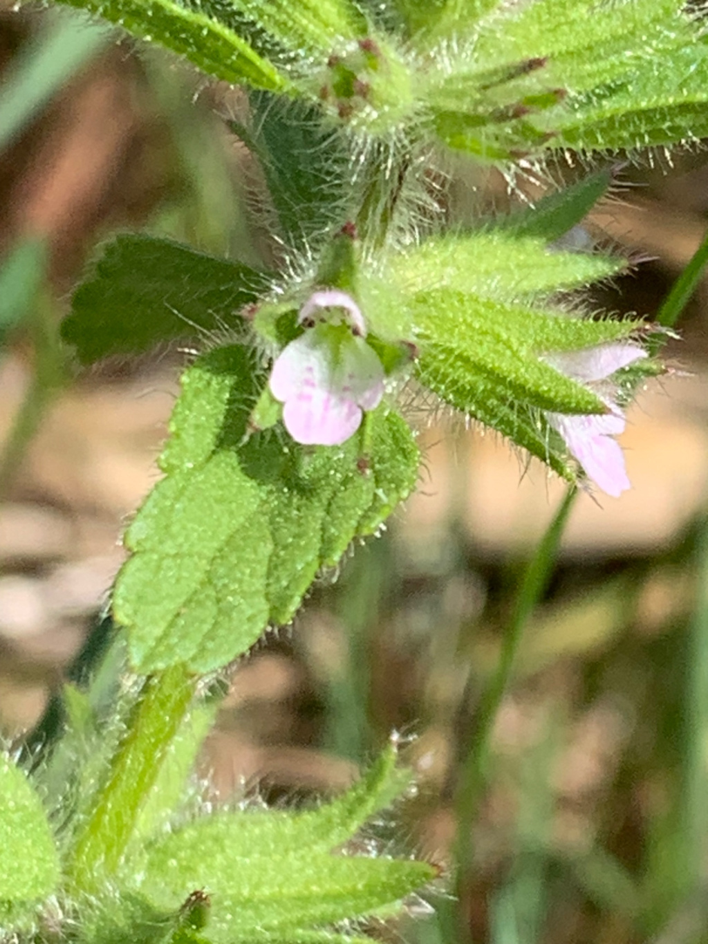 Stachys arvensis | Acker-Ziest Stachys arvensis | Acker-Ziest