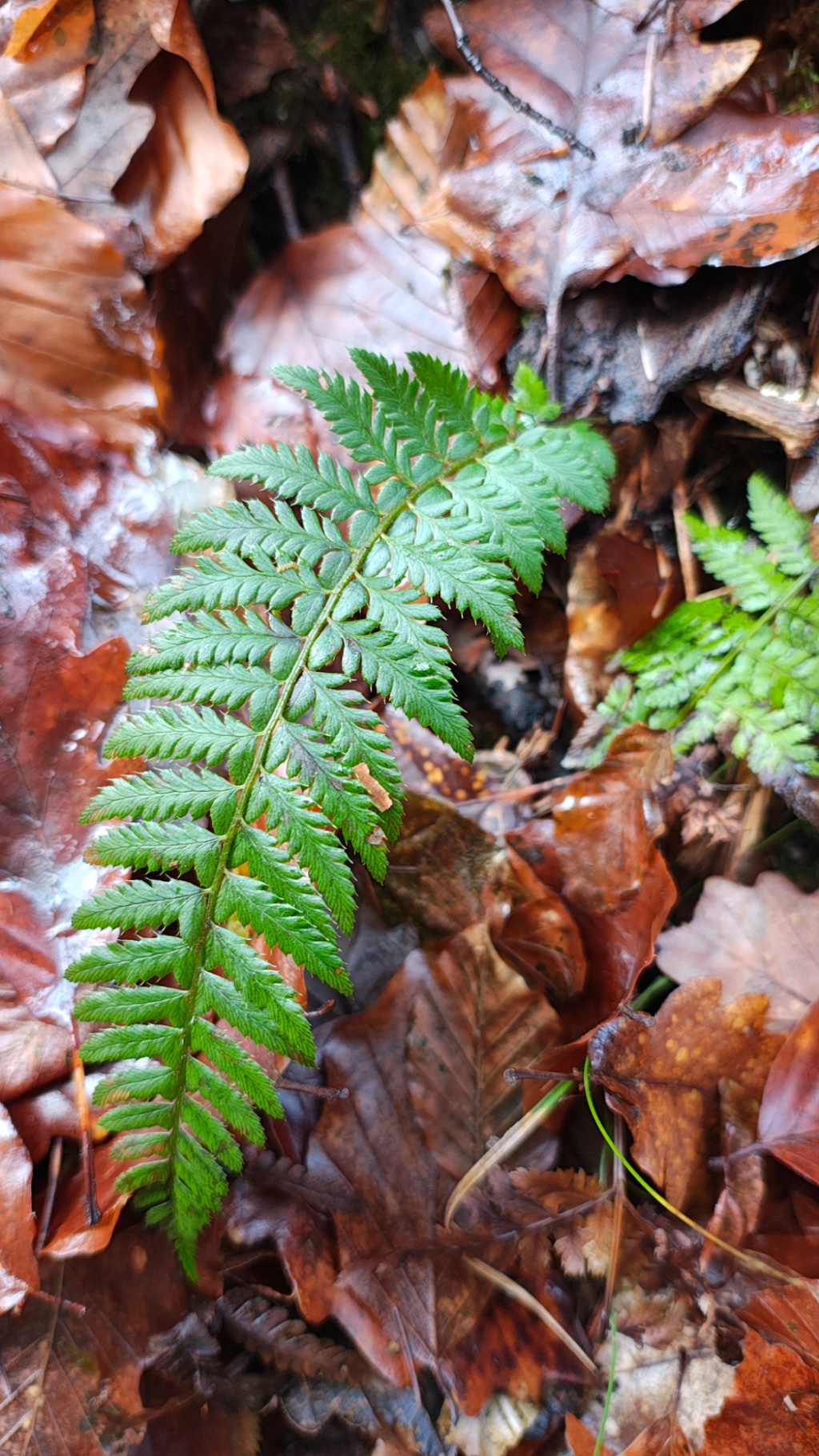 Polystichum aculeatum | Dorniger Schildfarn Polystichum aculeatum | Dorniger Schildfarn