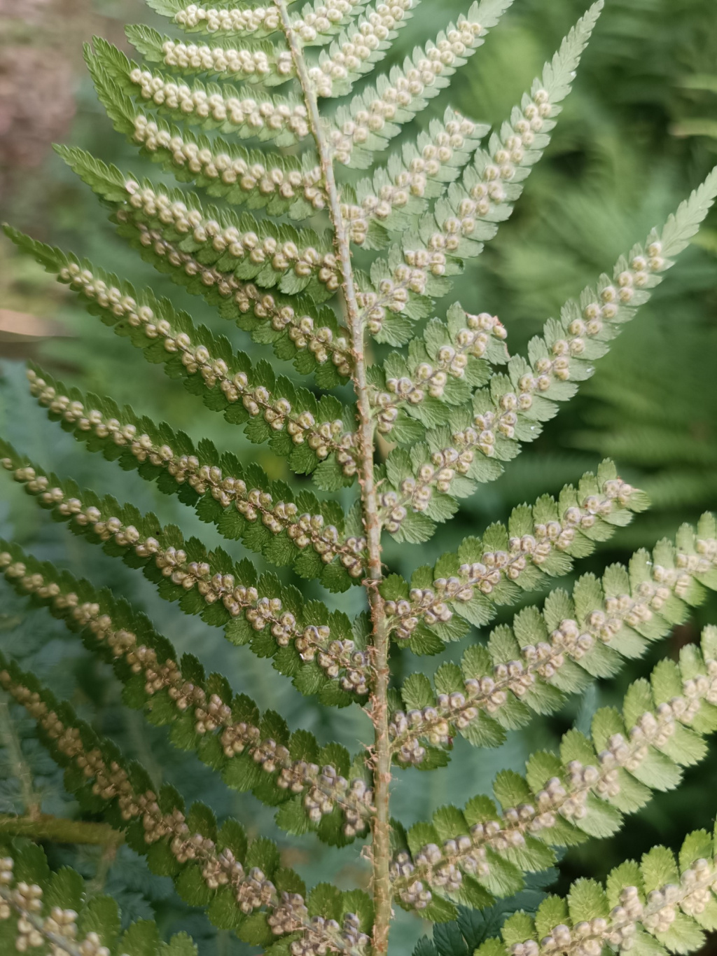 Dryopteris affinis s. l. Dryopteris affinis s. l.
