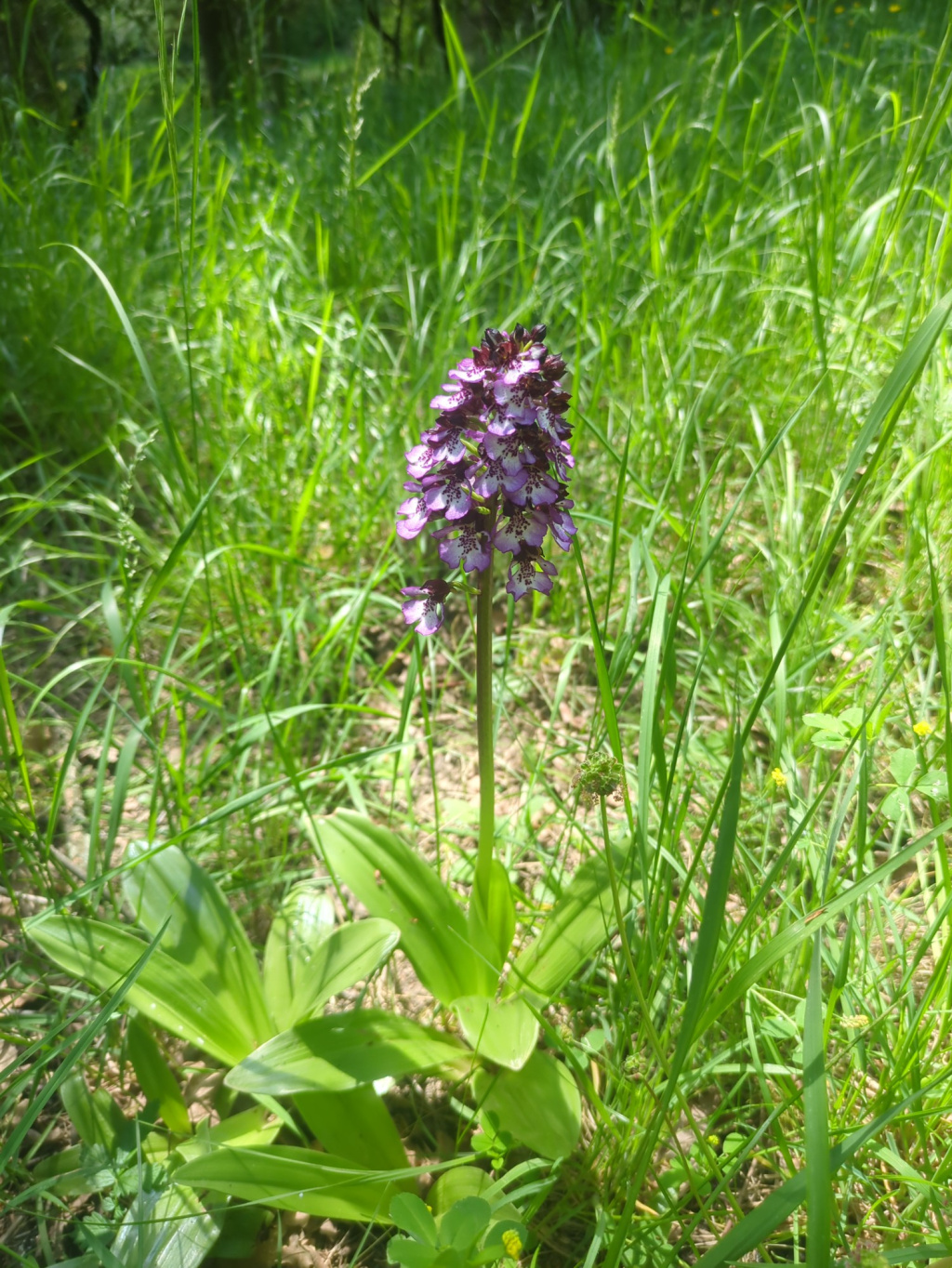 Orchis purpurea | Purpur-Knabenkraut Orchis purpurea | Purpur-Knabenkraut