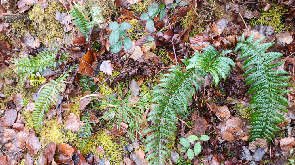 Polystichum aculeatum | Dorniger Schildfarn Polystichum aculeatum | Dorniger Schildfarn