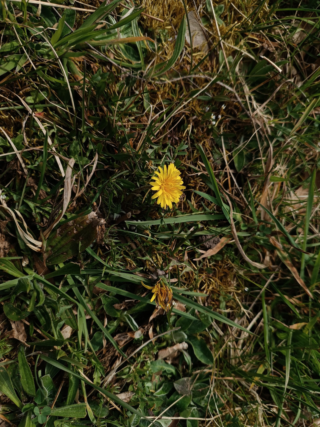 Taraxacum sect. Erythrosperma | Rotfrucht-Löwenzahn (Artengruppe) Taraxacum sect. Erythrosperma | Rotfrucht-Löwenzahn (Artengruppe)