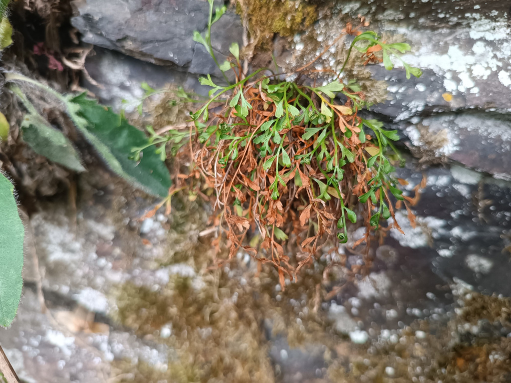 Asplenium × alternifolium Asplenium × alternifolium