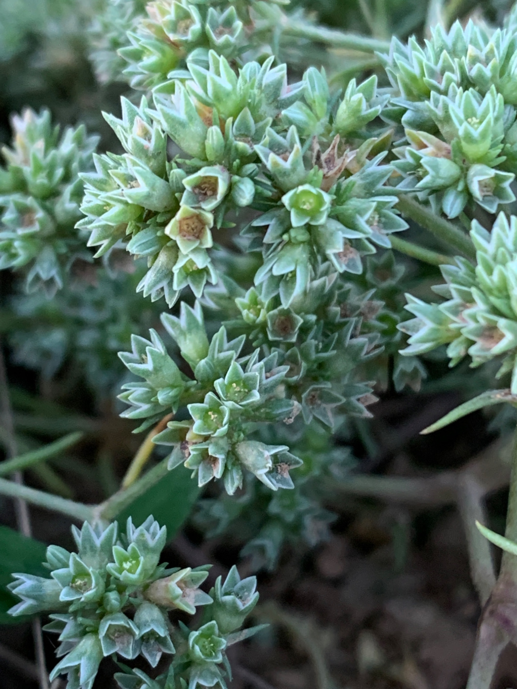 Scleranthus annuus s. str. Scleranthus annuus s. str.