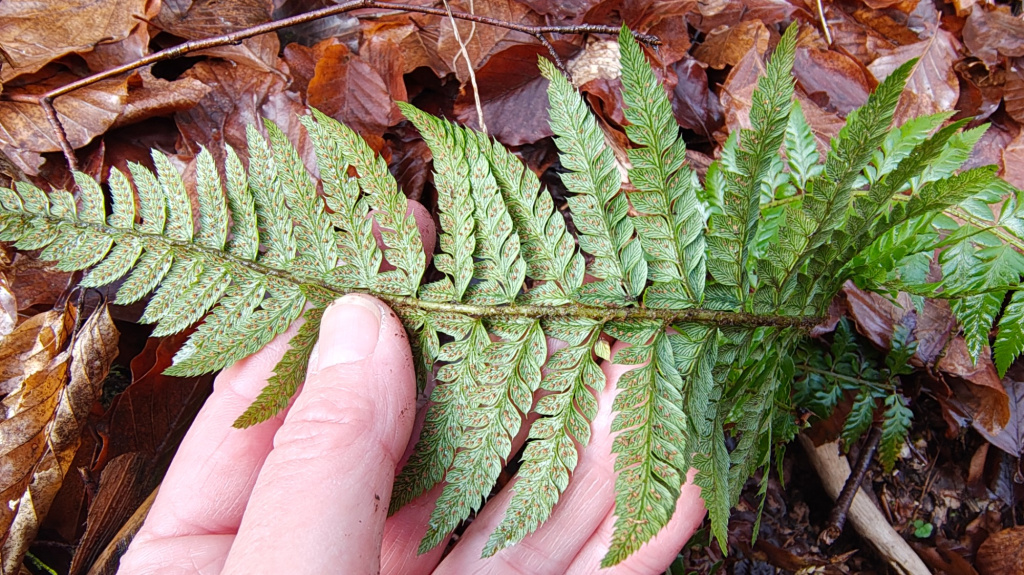 Polystichum aculeatum | Dorniger Schildfarn Polystichum aculeatum | Dorniger Schildfarn