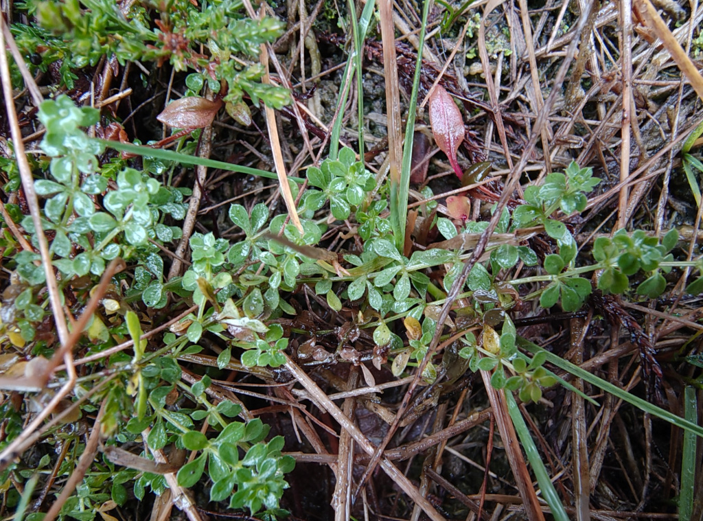 Galium saxatile | Harzer Labkraut Galium saxatile | Harzer Labkraut