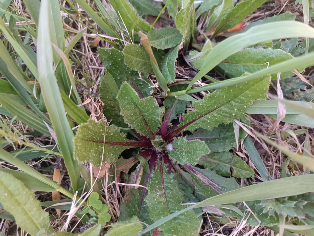 Helminthotheca echioides | Wurmlattich Helminthotheca echioides | Wurmlattich