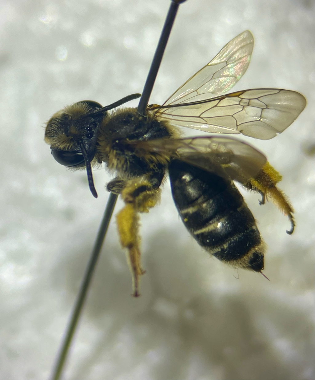 Andrena wilkella | Grobpunktierte Kleesandbiene Andrena wilkella | Grobpunktierte Kleesandbiene