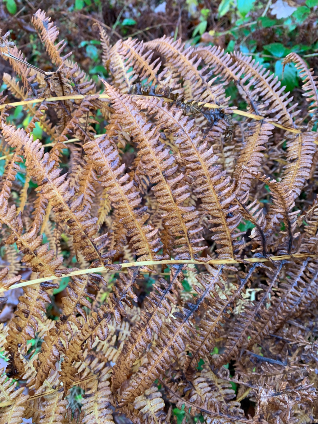 Thelypteris limbosperma | Berg-Lappenfarn Thelypteris limbosperma | Berg-Lappenfarn