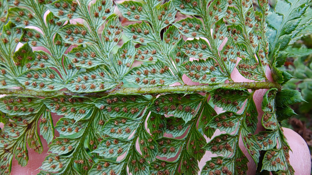 Polystichum aculeatum | Dorniger Schildfarn Polystichum aculeatum | Dorniger Schildfarn