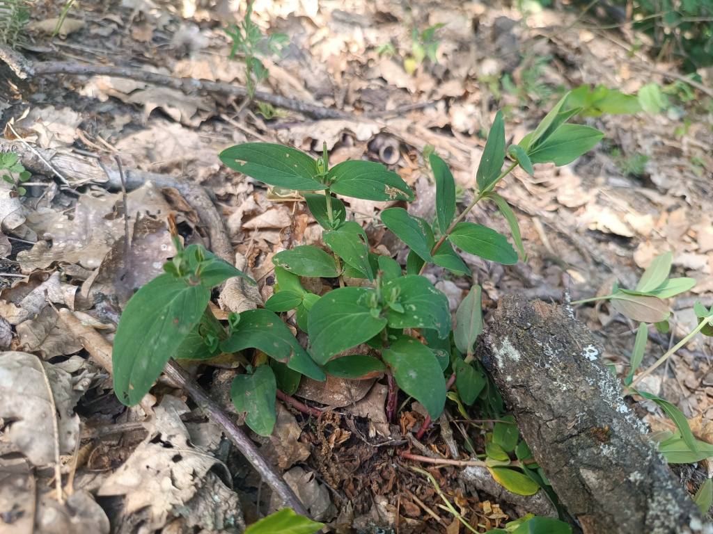 Hypericum montanum | Berg-Hartheu Hypericum montanum | Berg-Hartheu
