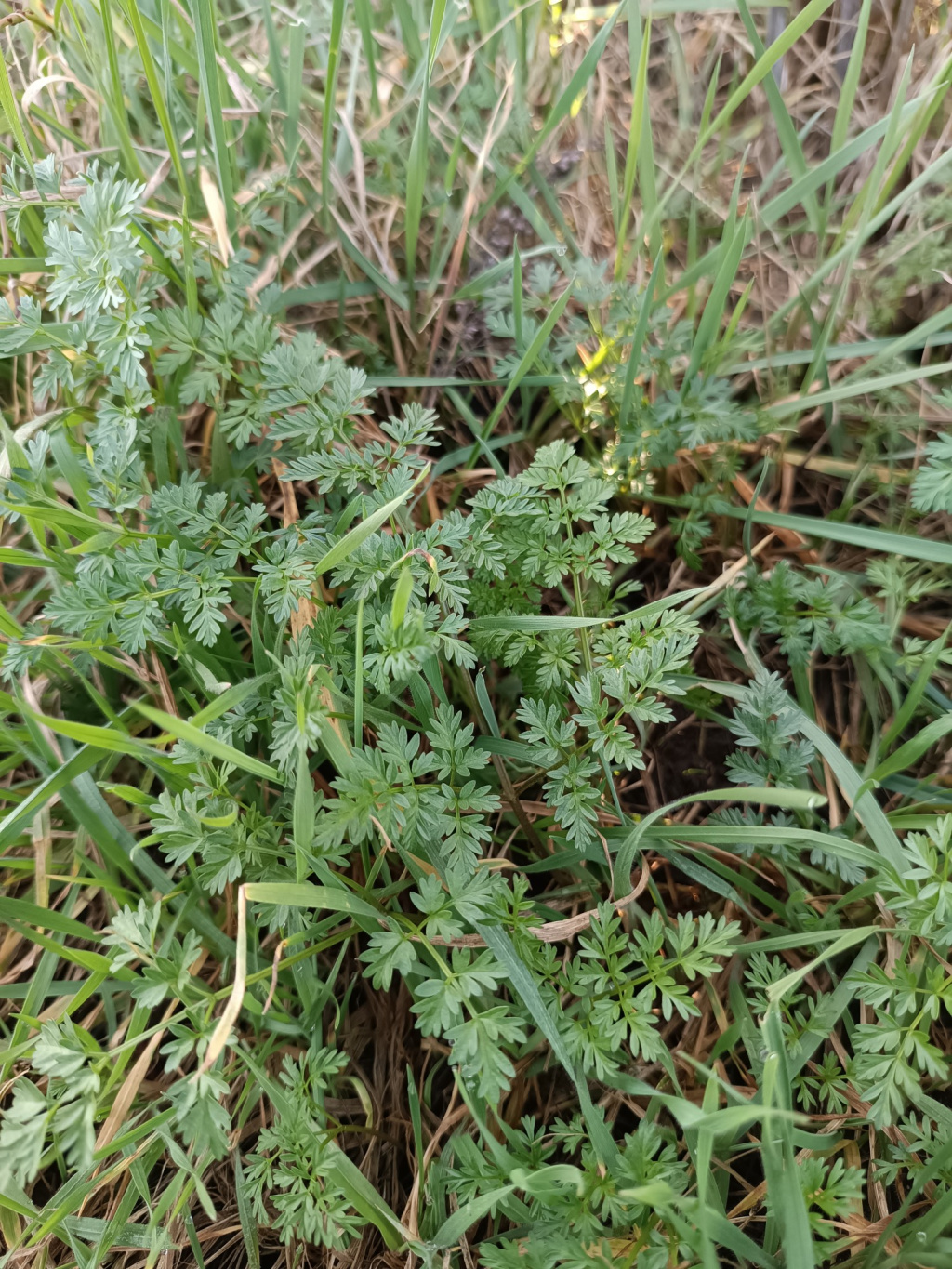 Chaerophyllum bulbosum subsp. bulbosum | Rüben-Kälberkropf Chaerophyllum bulbosum subsp. bulbosum | Rüben-Kälberkropf