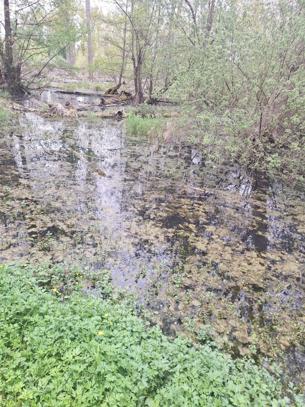 Mentha aquatica | Wasser-Minze Mentha aquatica | Wasser-Minze