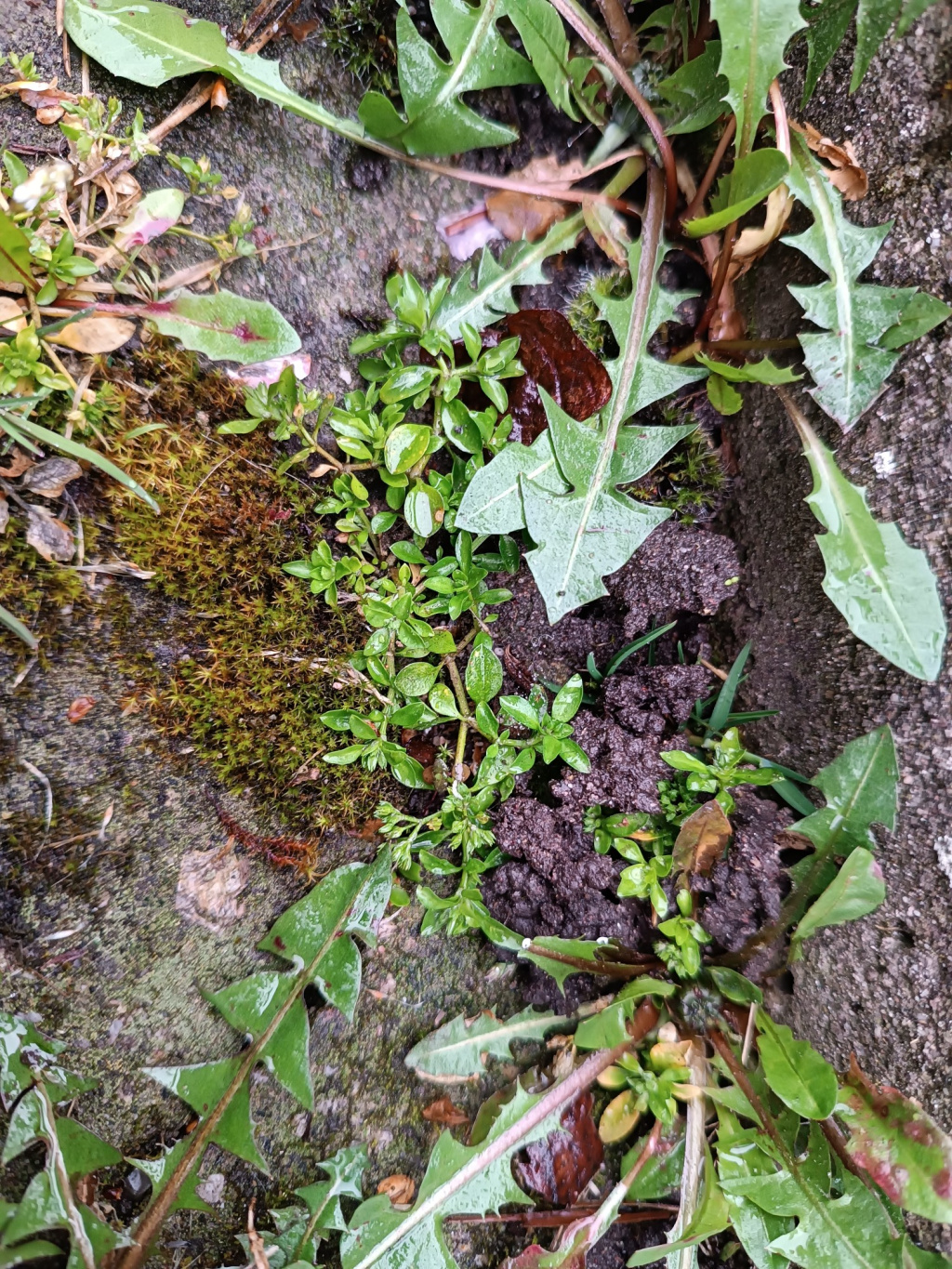 Polycarpon tetraphyllum Polycarpon tetraphyllum
