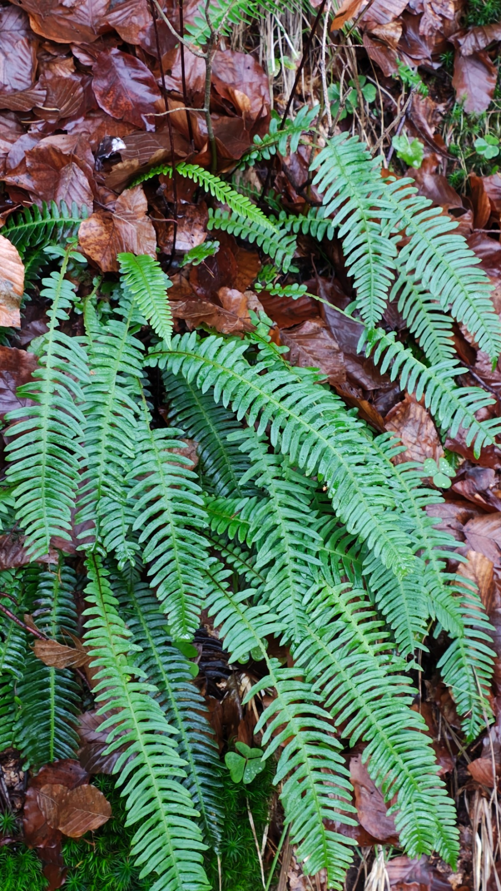 Blechnum spicant | Rippenfarn Blechnum spicant | Rippenfarn