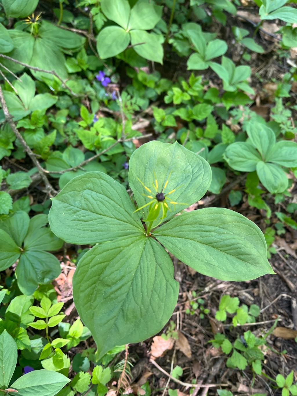 Paris quadrifolia | Vierblättrige Einbeere Paris quadrifolia | Vierblättrige Einbeere