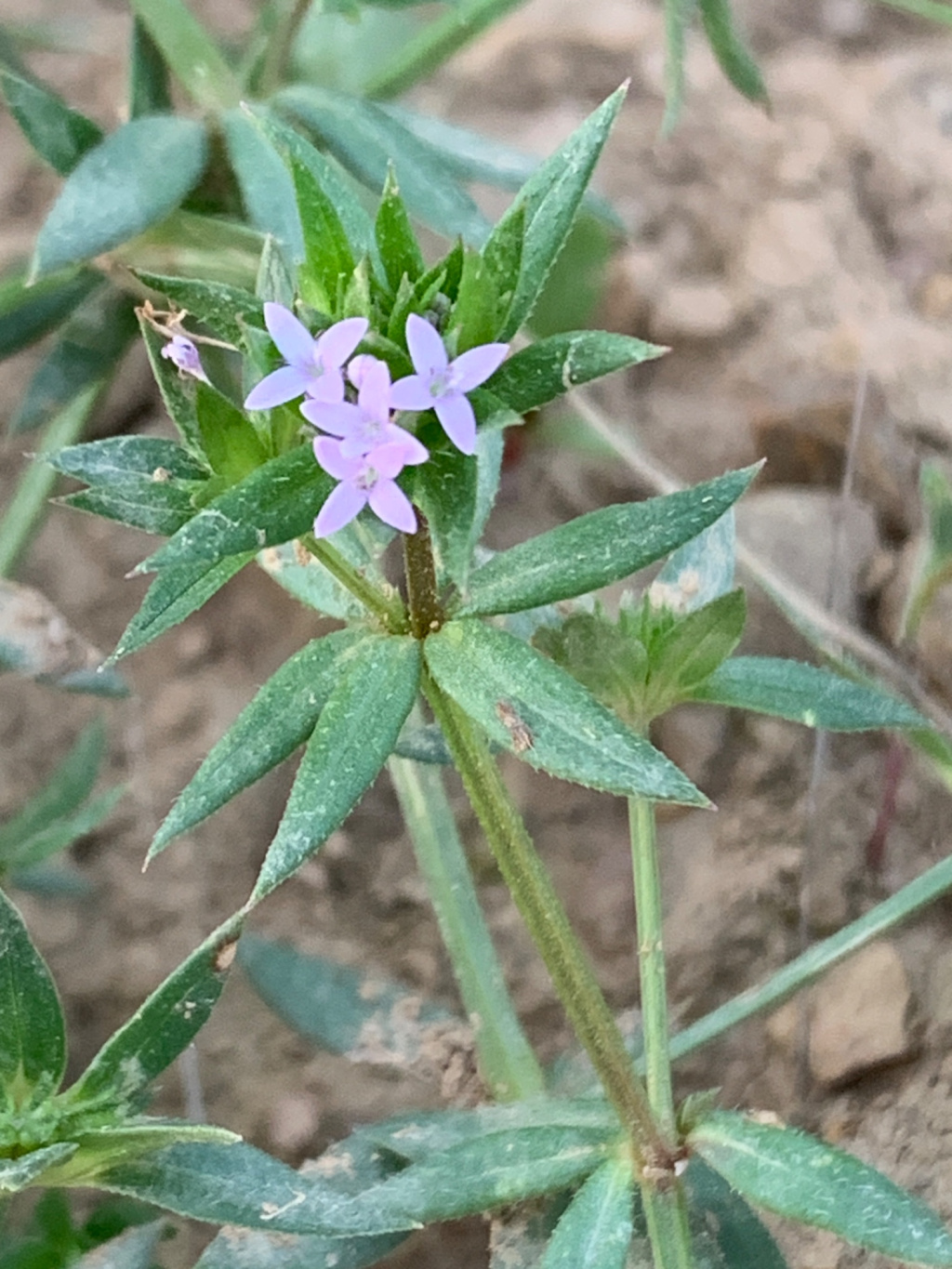 Sherardia arvensis | Ackerröte Sherardia arvensis | Ackerröte