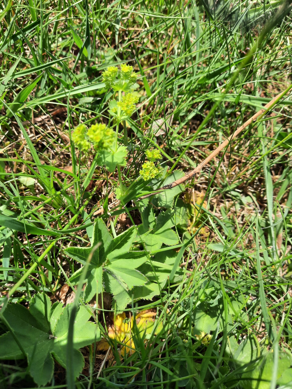 Alchemilla vulgaris | Spitzlappen-Frauenmantel Alchemilla vulgaris | Spitzlappen-Frauenmantel