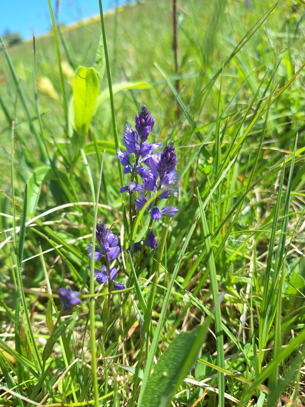 Polygala vulgaris s. l. | Gewöhnliches Kreuzblümchen Polygala vulgaris s. l. | Gewöhnliches Kreuzblümchen