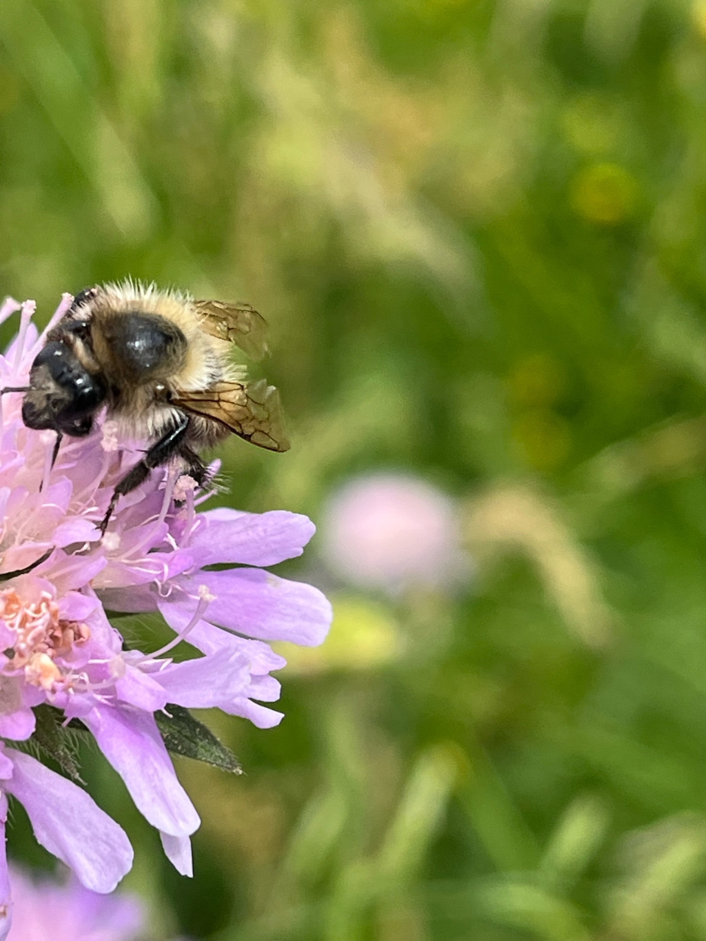 Bombus humilis | Veränderliche Hummel Bombus humilis | Veränderliche Hummel